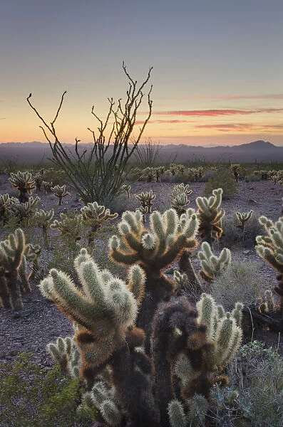 USA, Arizona. Sonoran desert sunset with Ocotillo. Teddy Bear Cholla cactus