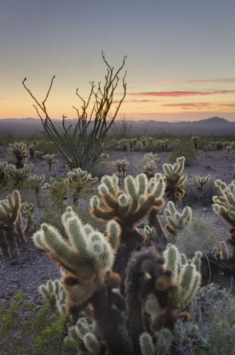 Framed Print : USA, Arizona. Sonoran desert sunset with Ocotillo. Teddy Bear Cholla cactus