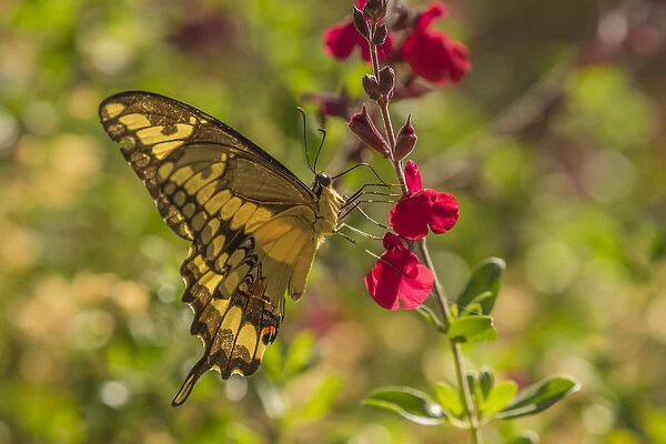 USA, Arizona, Sonoran Desert. Swallow-tailed butterfly on penstemmon flower. Credit as