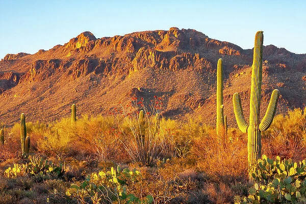 USA, Arizona, Sonoran Desert. Tucson Mountains and saguaro cactus
