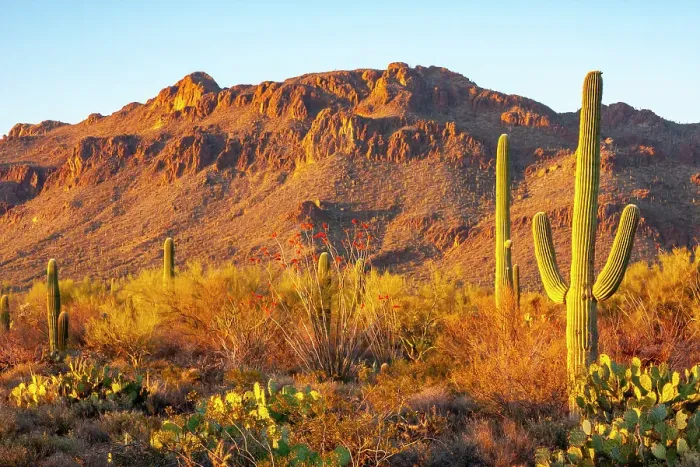 Framed Print : USA, Arizona, Sonoran Desert. Tucson Mountains and saguaro cactus