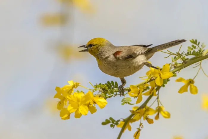 Framed Print : USA, Arizona, Sonoran Desert. Verdin bird on limb
