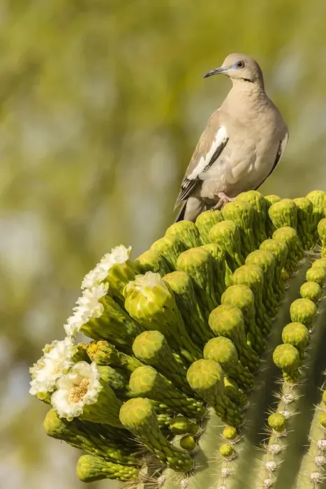 Framed Print : USA, Arizona, Sonoran Desert. White-winged dove on saguaro cactus. Credit as: Cathy Framed Print : USA, Arizona, Sonoran Desert. White-winged dove on saguaro cactus. Credit as: Cathy