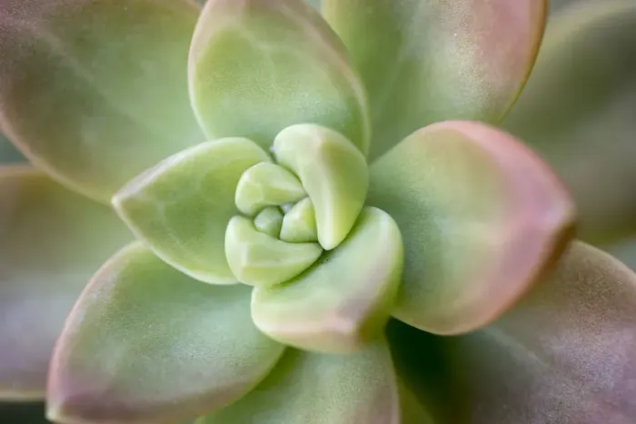 Framed Print : USA, Arizona. Detail of succulent plant. Credit as: Wendy Kaveney  /  Jaynes Gallery  /  DanitaDelimont