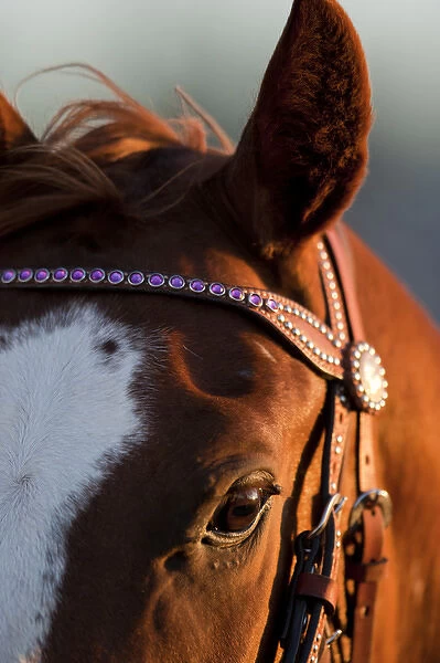 USA, Arizona, Taylor, Setting sun lights rodeo horse standing in paddock at annual