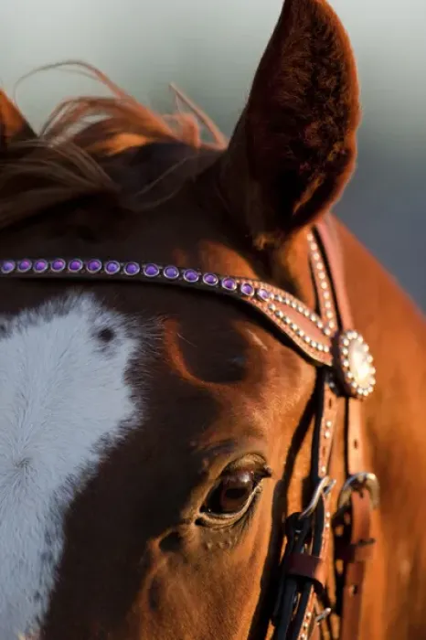 Framed Print : USA, Arizona, Taylor, Setting sun lights rodeo horse standing in paddock at annual