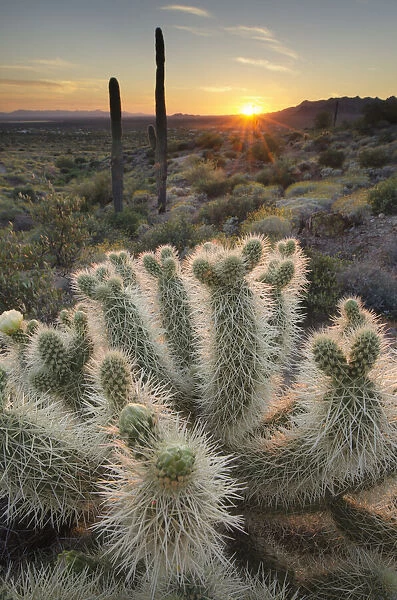 USA, Arizona. Teddy Bear Cholla cactus illuminated by the setting sun