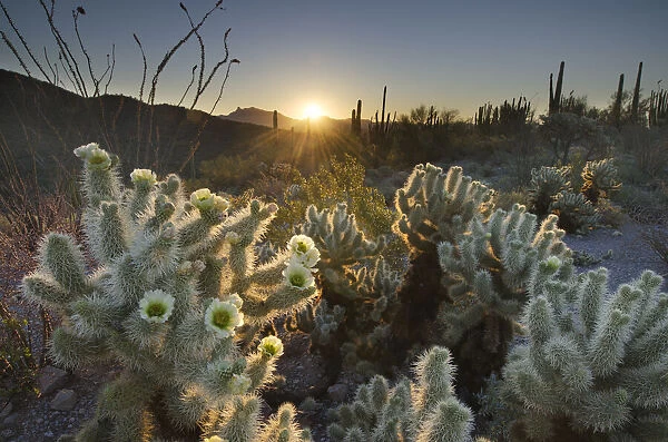 USA, Arizona. Teddy Bear Cholla cactus glowing in the rays of the setting sun