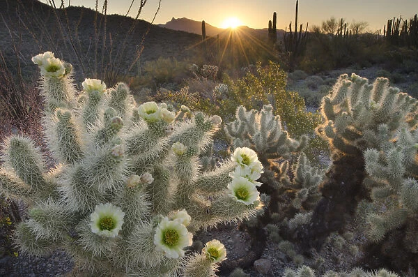 USA, Arizona. Teddy Bear Cholla cactus glowing in the rays of the setting sun
