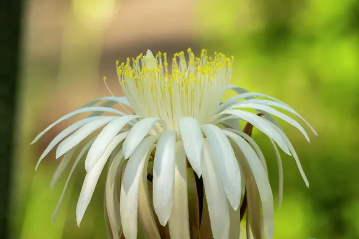 Framed Print : USA, Arizona, Tohono Chul. Close-up of cereus cactus blossom. ©Cathy & Gordon Illg  /  Jaynes Gallery  /  DanitaDelimont.com