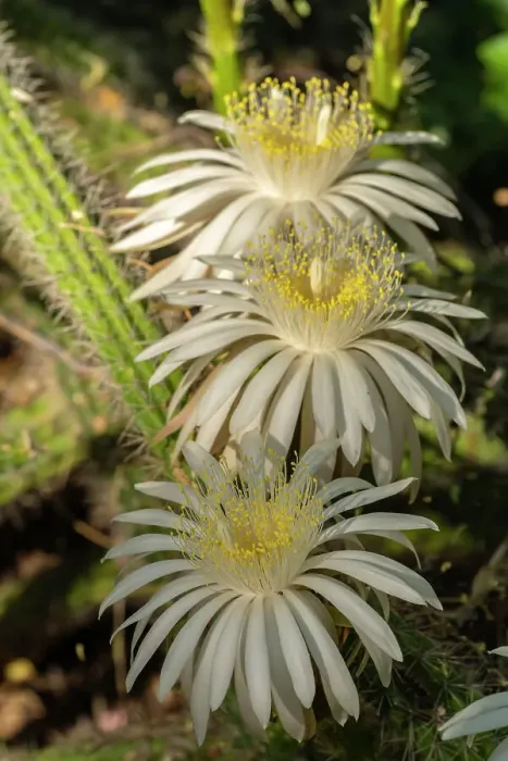 Framed Print : USA, Arizona, Tohono Chul. Close-up of cereus cactus blossoms. ©Cathy & Gordon Illg / Jaynes Gallery / DanitaDelimont.com Framed Print : USA, Arizona, Tohono Chul. Close-up of cereus cactus blossoms. ©Cathy & Gordon Illg / Jaynes Gallery / DanitaDelimont.com