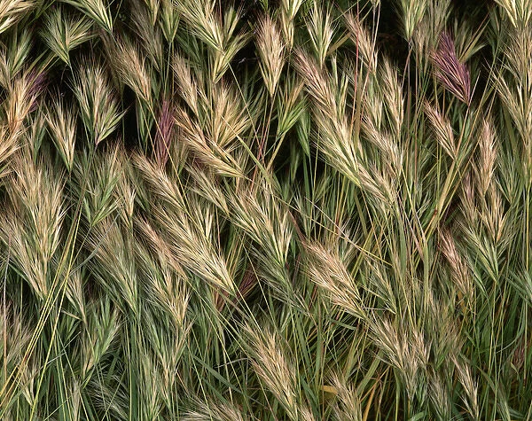USA, Arizona, Tonto National Forest. Closeup details of wild grass