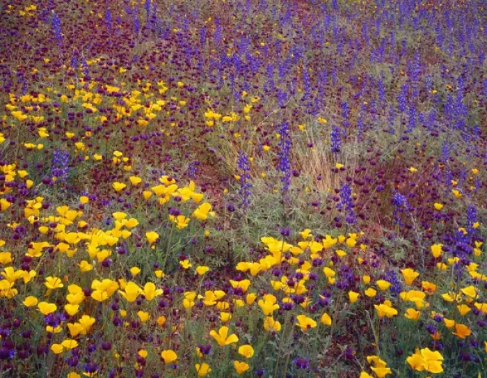Framed Print : USA, Arizona, Tonto National Forest, Spring bloom of Mexican gold poppy, lupine and chia Framed Print : USA, Arizona, Tonto National Forest, Spring bloom of Mexican gold poppy, lupine and chia