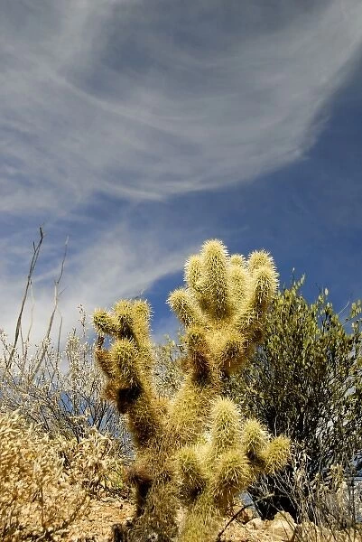 USA, Arizona, Tucson. Arizona-Sonora Desert Museum. Cholla cactus