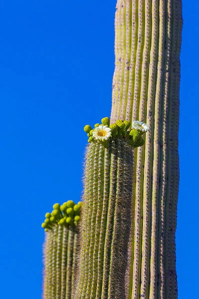 USA, Arizona, Tucson. Blooming cactus in Saquaro National Park