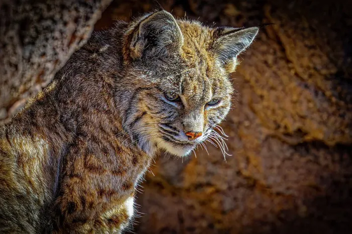 Framed Print : USA, Arizona, Tucson. Captive American bobcat close-up. ©Fred Lord / Jaynes Gallery / DanitaDelimont.com Framed Print : USA, Arizona, Tucson. Captive American bobcat close-up. ©Fred Lord / Jaynes Gallery / DanitaDelimont.com
