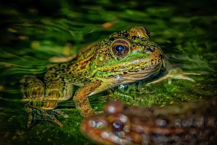 Framed Print : USA, Arizona, Tucson. Captive Arizona Chiricahua leopard frog in water. ©Fred Lord / Jaynes Gallery / DanitaDelimont.com Framed Print : USA, Arizona, Tucson. Captive Arizona Chiricahua leopard frog in water. ©Fred Lord / Jaynes Gallery / DanitaDelimont.com