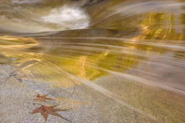 USA, Arizona, Tucson, Catalina State Park. FMaple leaves next to flowing water in the Romero Pools