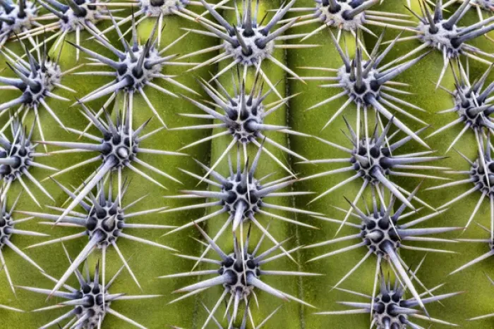 Framed Print : USA, Arizona, Tucson. Close-up of a barrel cactus Framed Print : USA, Arizona, Tucson. Close-up of a barrel cactus
