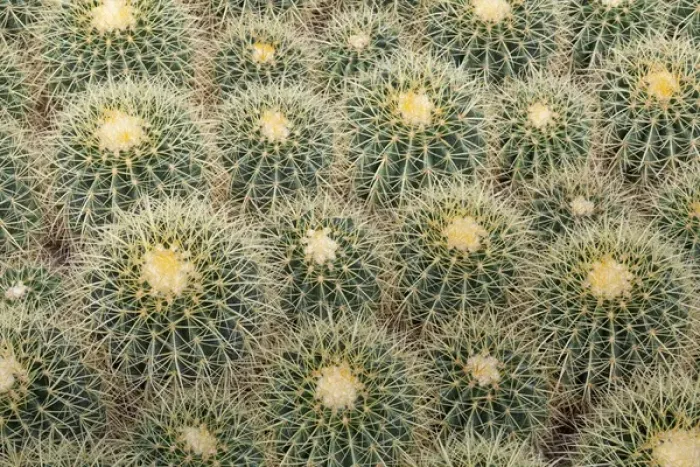 Framed Print : USA, Arizona, Tucson. Close-up of cactus at Bachs Cactus Nursery. Credit as Framed Print : USA, Arizona, Tucson. Close-up of cactus at Bachs Cactus Nursery. Credit as