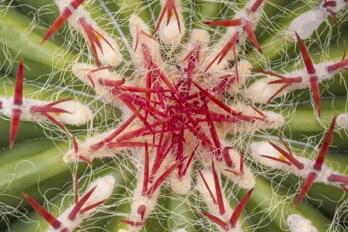 Framed Print : USA, Arizona, Tucson. Close-up of cactus and thorns Framed Print : USA, Arizona, Tucson. Close-up of cactus and thorns