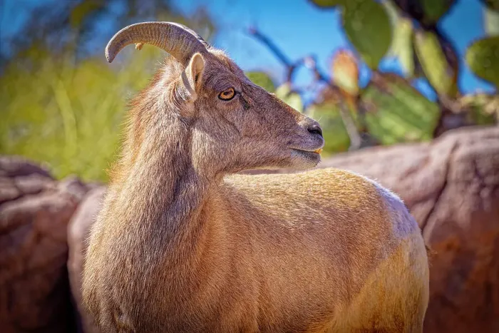 Framed Print : USA, Arizona, Tucson. Close-up of captive male desert bighorn sheep. ©Fred Lord / Jaynes Gallery / DanitaDelimont.com Framed Print : USA, Arizona, Tucson. Close-up of captive male desert bighorn sheep. ©Fred Lord / Jaynes Gallery / DanitaDelimont.com
