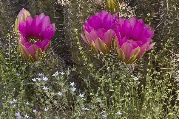 USA, Arizona, Tucson. Close-up of hedgehog cactus in bloom. Credit as: Don Grall