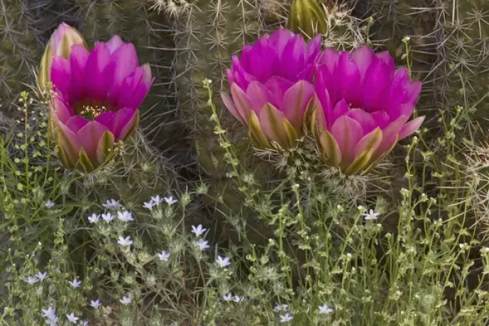 Framed Print : USA, Arizona, Tucson. Close-up of hedgehog cactus in bloom. Credit as: Don Grall Framed Print : USA, Arizona, Tucson. Close-up of hedgehog cactus in bloom. Credit as: Don Grall