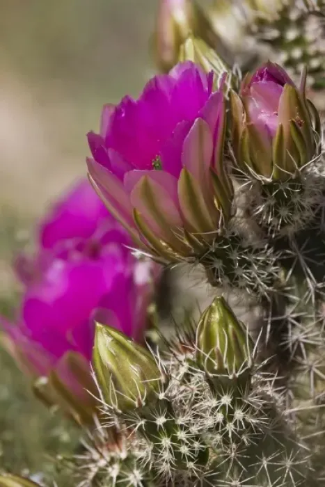 Framed Print : USA, Arizona, Tucson. Close-up of hedgehog cactus in bloom Framed Print : USA, Arizona, Tucson. Close-up of hedgehog cactus in bloom