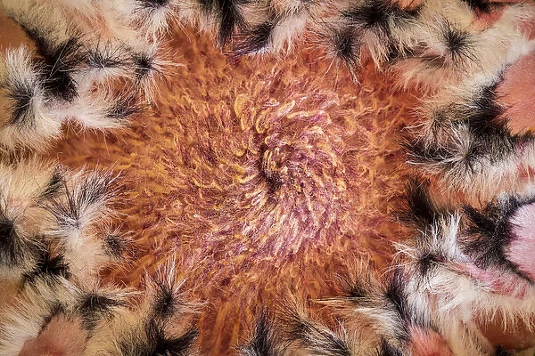 USA, Arizona, Tucson. Close-up of a Protea bloom