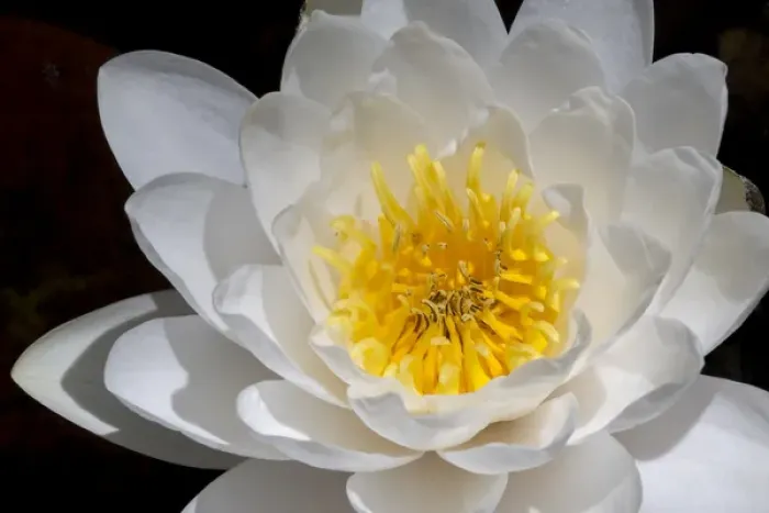 Framed Print : USA, Arizona, Tucson, Cricket Head Inn, Water Lilly Framed Print : USA, Arizona, Tucson, Cricket Head Inn, Water Lilly