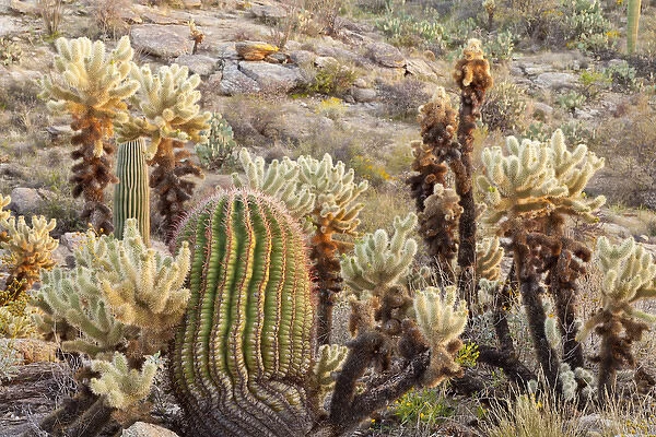 USA, Arizona, Tucson. Desert scenic in Saguaro National Park