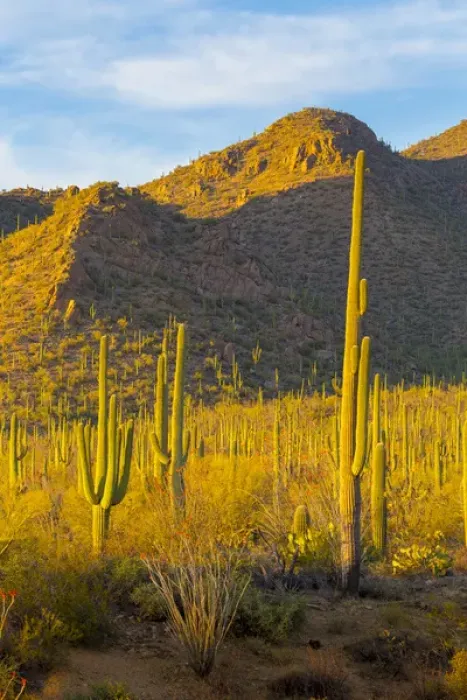 Framed Print : USA, Arizona, Tucson. Desert sunset in Saguaro National Park