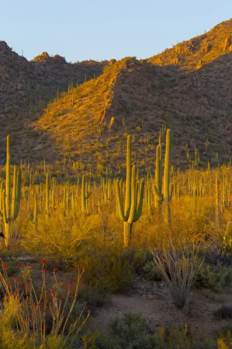 Framed Print : USA, Arizona, Tucson. Desert sunset in Saguaro National Park Framed Print : USA, Arizona, Tucson. Desert sunset in Saguaro National Park