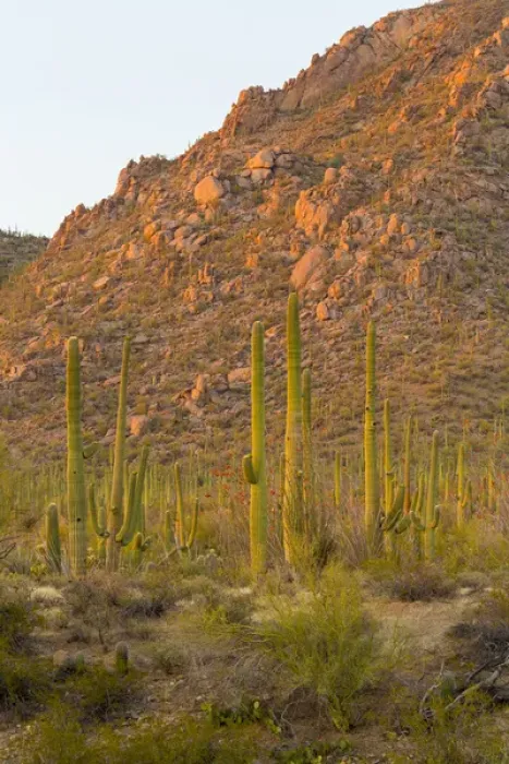 Framed Print : USA, Arizona, Tucson. Desert sunset in Saguaro National Park Framed Print : USA, Arizona, Tucson. Desert sunset in Saguaro National Park