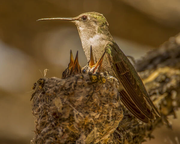 USA, Arizona, Tucson, Humming bird nest
