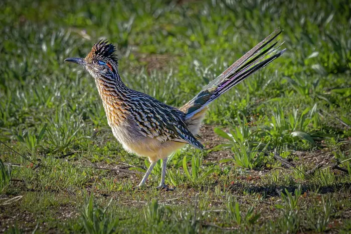 Framed Print : USA, Arizona, Tucson. Male greater roadrunner on ground. ©Fred Lord / Jaynes Gallery / DanitaDelimont.com Framed Print : USA, Arizona, Tucson. Male greater roadrunner on ground. ©Fred Lord / Jaynes Gallery / DanitaDelimont.com