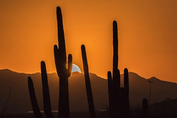 USA, Arizona, Tucson Mountain Park. Sonoran Desert at sunset