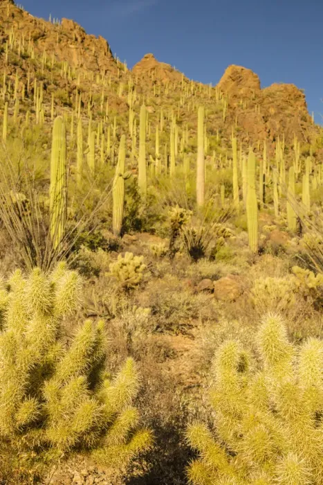 Framed Print : USA, Arizona, Tucson Mountain Park. Sonoran Desert landscape Framed Print : USA, Arizona, Tucson Mountain Park. Sonoran Desert landscape