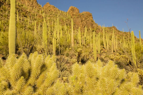 USA, Arizona, Tucson Mountain Park. Sonoran Desert landscape