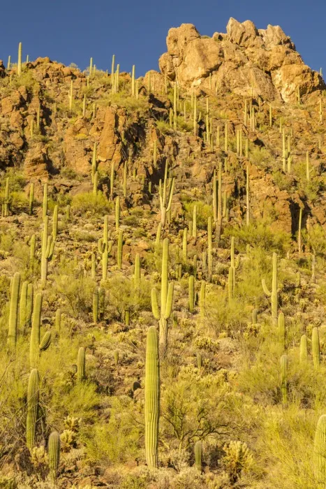 Framed Print : USA, Arizona, Tucson Mountain Park. Sonoran Desert landscape Framed Print : USA, Arizona, Tucson Mountain Park. Sonoran Desert landscape