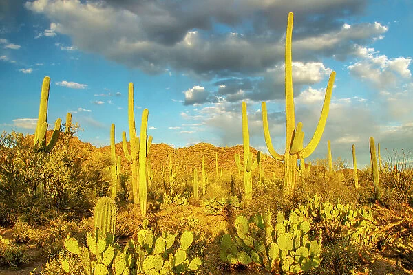 USA, Arizona, Tucson Mountain Park. Sonoran desert landscape