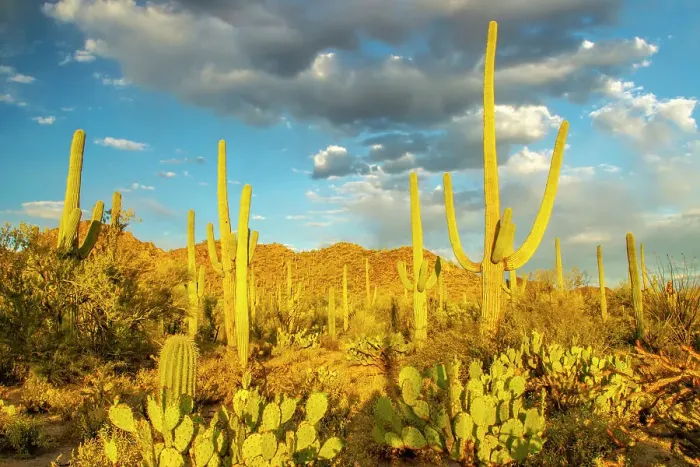 Framed Print : USA, Arizona, Tucson Mountain Park. Sonoran desert landscape Framed Print : USA, Arizona, Tucson Mountain Park. Sonoran desert landscape
