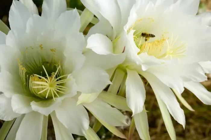 Framed Print : USA, Arizona, Tucson, Night Blooming Cereus Framed Print : USA, Arizona, Tucson, Night Blooming Cereus