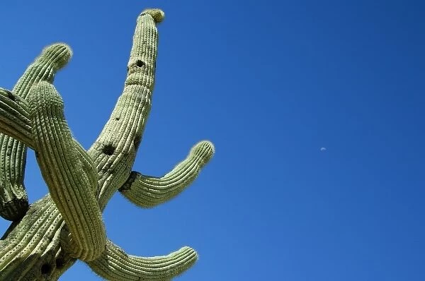 USA, Arizona, Tucson. Old Saguaro cactus (Carnegiea gigantea)
