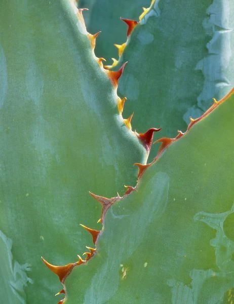 USA, Arizona, Tucson. Parryi Agave have sharp, rows of teeth down each spine as seen