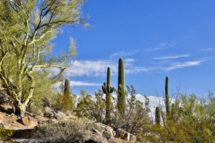 Framed Print : USA, Arizona, Tucson, Path through the Cactus