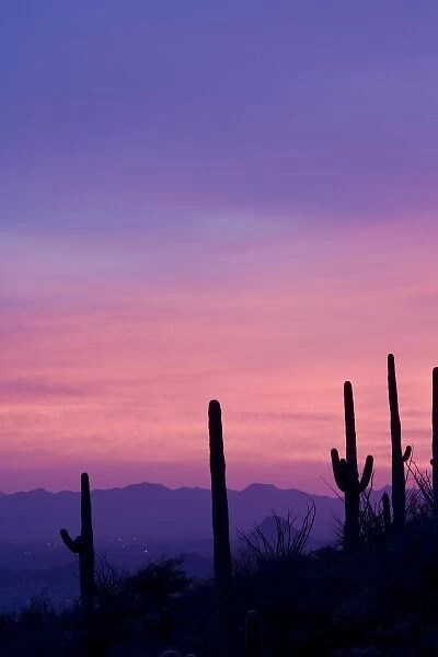 USA, Arizona, Tucson. Purple sunset on Avra Valley as seen from Tortolita Mountains