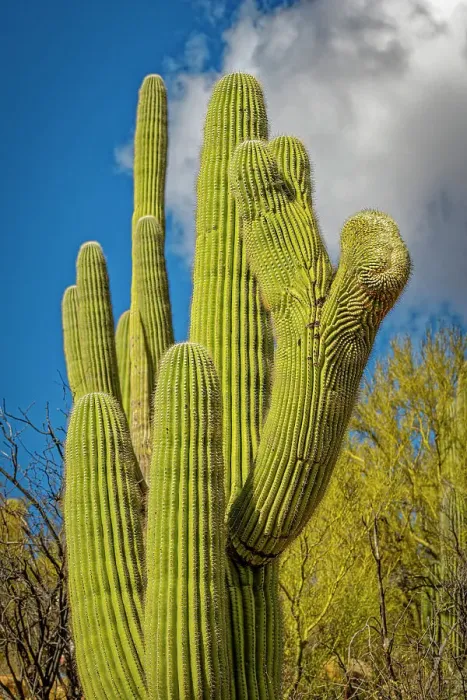 Framed Print : USA, Arizona, Tucson. Saguaro cactus close-up. Credit as Fred Lord / Jaynes Gallery / DanitaDelimont.com Framed Print : USA, Arizona, Tucson. Saguaro cactus close-up. Credit as Fred Lord / Jaynes Gallery / DanitaDelimont.com