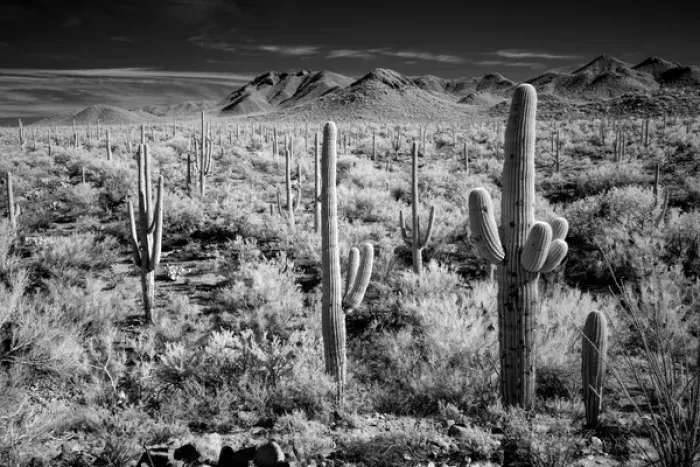 Framed Print : USA, Arizona, Tucson, Saguaro National Park